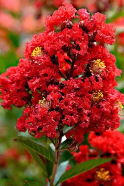 Enduring Summer Red Crape Myrtle - 3 Gallon Pot 9 Enduring Summer Red Crape Myrtle - 3 Gallon Pot -US Fruit Trees Sales Store Crape Myrtle Enduring Summer Redr BS