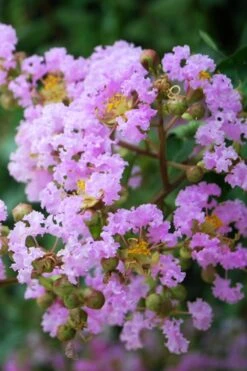Muskogee Lavender Crape Myrtle - 3 Gallon Pot