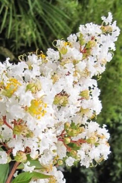 Natchez White Crape Myrtle (Multi Trunk) - 7 Gallon Pot (4-5') -US Fruit Trees Sales Store Crape Myrtle Natchez 11 1