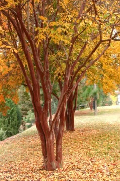 Natchez White Crape Myrtle (Multi Trunk) - 7 Gallon Pot (4-5') -US Fruit Trees Sales Store Crape Myrtle Natchez 17 1