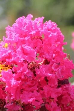 Pink Velour Crape Myrtle Tree - 3 Gallon Pot -US Fruit Trees Sales Store Crape Myrtle Pink Velour 14