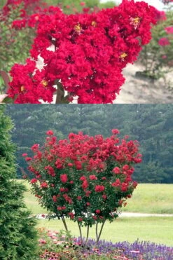 Red Rocket Crape Myrtle - 6 Pack Of 1 Gallon Pots -US Fruit Trees Sales Store Crape Myrtle Red Rocket 500x750 1