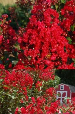 Red Rooster Crape Myrtle Tree (Single Trunk) - 3 Gallon Pot -US Fruit Trees Sales Store Crape Myrtle Red Rooster 2 500 x750