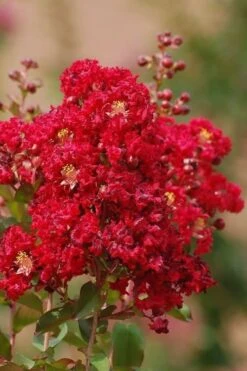 Red Rooster Crape Myrtle Tree (Single Trunk) - 3 Gallon Pot -US Fruit Trees Sales Store Crape Myrtle Red Rooster 6
