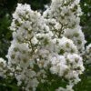 Sarah's Favorite Crape Myrtle - 6 Pack Of 1 Gallon Pots