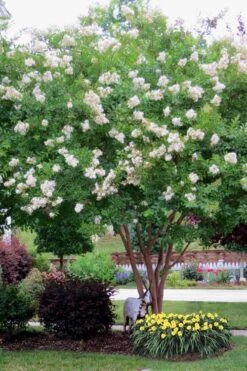 Sarah's Favorite Crape Myrtle - 7 Gallon Pot (4-5') 7 Sarah's Favorite Crape Myrtle - 7 Gallon Pot (4-5') -US Fruit Trees Sales Store Crape Myrtle Sarahs Favorite 8