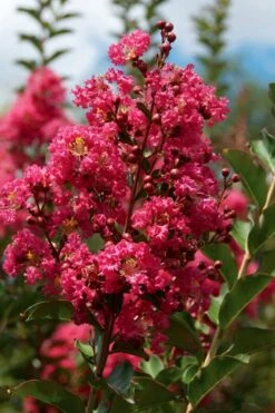 Tonto Red Crape Myrtle - Single Trunk Topiary Tree - 5 Gallon Pot 7 Tonto Red Crape Myrtle - Single Trunk Topiary Tree - 5 Gallon Pot -US Fruit Trees Sales Store Crape Myrtle Tonto 10