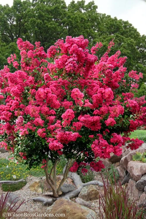 Tonto Red Crape Myrtle - 3 Gallon Pot 1 Tonto Red Crape Myrtle - 3 Gallon Pot