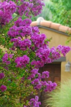 Zuni Purple Crape Myrtle - 1 Gallon Pot -US Fruit Trees Sales Store Crape Myrtle Zuni 2