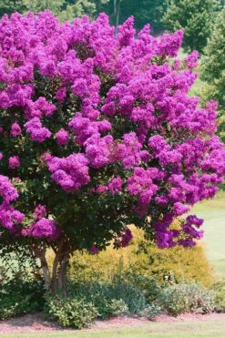 Zuni Purple Crape Myrtle - 1 Gallon Pot -US Fruit Trees Sales Store Crape Myrtle Zuni 4