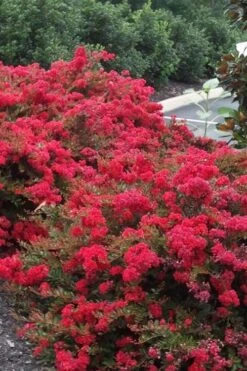 Cherry Dazzle Dwarf Crape Myrtle - 3 Gallon Pot -US Fruit Trees Sales Store Crape20Myrtle Cherry Dazzle 500x750 2