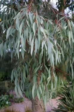 Angus Cold Hardy Eucalyptus Tree (Eucalyptus Nicholii) - 6 Pack Of 1 Gallon Pots -US Fruit Trees Sales Store Eucalyptus Angus 15 6