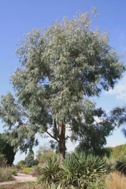 Angus Cold Hardy Eucalyptus Tree (Eucalyptus Nicholii) - 3 Gallon Pot -US Fruit Trees Sales Store Eucalyptus Angus 16 5
