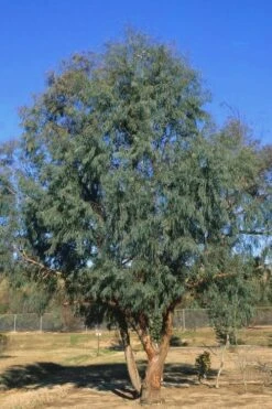 Angus Cold Hardy Eucalyptus Tree (Eucalyptus Nicholii) - 5 Gallon Pot -US Fruit Trees Sales Store Eucalyptus Angus 17