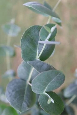 Big O Cold Hardy Eucalyptus Tree (Eucalyptus Neglecta) - 5 Gallon Pot (5-6') -US Fruit Trees Sales Store Eucalyptus Big O 3 500x750 5