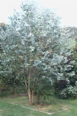 Big O Cold Hardy Eucalyptus Tree (Eucalyptus Neglecta) - 5 Gallon Pot (4-5') 11 Big O Cold Hardy Eucalyptus Tree (Eucalyptus Neglecta) - 5 Gallon Pot (4-5') -US Fruit Trees Sales Store Eucalyptus Big O 5 500x750 1