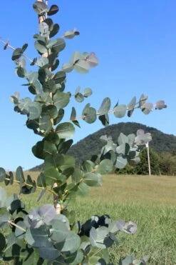 Big O Cold Hardy Eucalyptus Tree (Eucalyptus Neglecta) - 2 Gallon Pot 13 Big O Cold Hardy Eucalyptus Tree (Eucalyptus Neglecta) - 2 Gallon Pot -US Fruit Trees Sales Store Eucalyptus Big O Cold 2 500x750 4