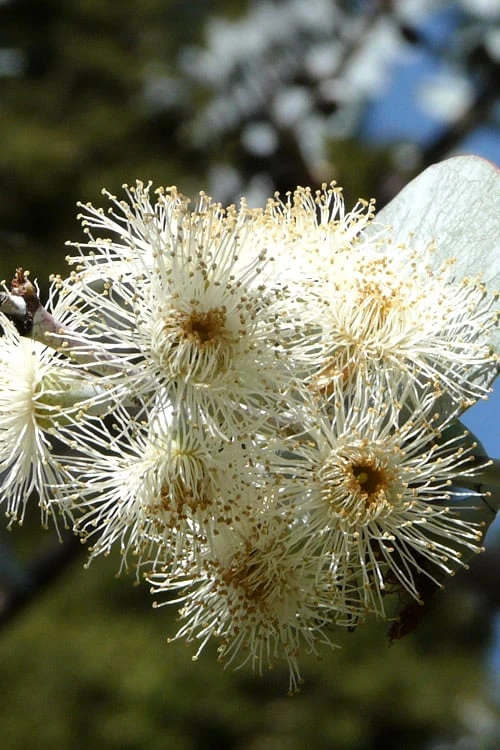 Bluey Cold Hardy Eucalyptus Tree (Eucalyptus Pulverulenta) - 3 Gallon Pot 8 Bluey Cold Hardy Eucalyptus Tree (Eucalyptus Pulverulenta) - 3 Gallon Pot - Image 8