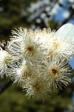 Bluey Cold Hardy Eucalyptus Tree (Eucalyptus Pulverulenta) - 6 Pack Of 1 Gallon Pots 16 Bluey Cold Hardy Eucalyptus Tree (Eucalyptus Pulverulenta) - 6 Pack Of 1 Gallon Pots -US Fruit Trees Sales Store Eucalyptus Bluey 6 5