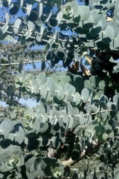 Bluey Cold Hardy Eucalyptus Tree (Eucalyptus Pulverulenta) - 2 Gallon Pot -US Fruit Trees Sales Store Eucalyptus Bluey 8 3
