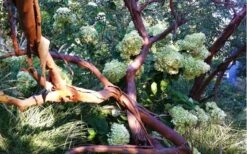 Funky Monkey Cold Hardy Eucalyptus Tree (Eucalyptus Parvula) - 1 Gallon Pot 11 Funky Monkey Cold Hardy Eucalyptus Tree (Eucalyptus Parvula) - 1 Gallon Pot -US Fruit Trees Sales Store Eucalyptus Funky Monkey Branches 1