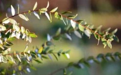 Funky Monkey Cold Hardy Eucalyptus Tree (Eucalyptus Parvula) - 1 Gallon Pot 12 Funky Monkey Cold Hardy Eucalyptus Tree (Eucalyptus Parvula) - 1 Gallon Pot -US Fruit Trees Sales Store Eucalyptus Funky Monkey Leaves 1