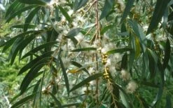 Funky Monkey Cold Hardy Eucalyptus Tree (Eucalyptus Parvula) - 1 Gallon Pot 10 Funky Monkey Cold Hardy Eucalyptus Tree (Eucalyptus Parvula) - 1 Gallon Pot -US Fruit Trees Sales Store Eucalyptus Funky Monkey Leaves Mature 1