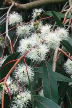 Jersey Girl Cold Hardy Eucalyptus Tree (Eucalyptus Macarthurii) - Quart Pot 18 Jersey Girl Cold Hardy Eucalyptus Tree (Eucalyptus Macarthurii) - Quart Pot -US Fruit Trees Sales Store Eucalyptus Jersey Girl 1 4