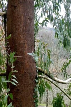 Jersey Girl Cold Hardy Eucalyptus Tree (Eucalyptus Macarthurii) - 3 Gallon Pot -US Fruit Trees Sales Store Eucalyptus Jersey Girl 2 1