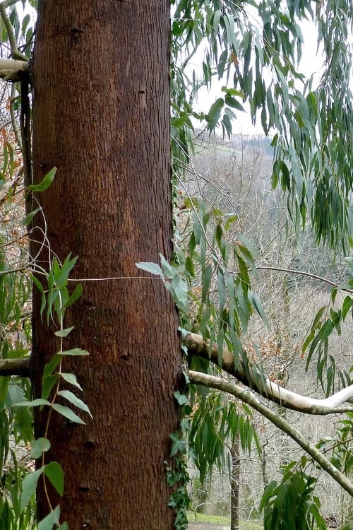Jersey Girl Cold Hardy Eucalyptus Tree (Eucalyptus Macarthurii) - 3 Quart Pot 8 Jersey Girl Cold Hardy Eucalyptus Tree (Eucalyptus Macarthurii) - 3 Quart Pot - Image 8