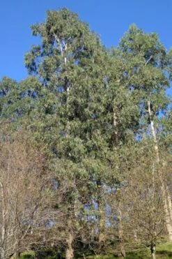 Jersey Girl Cold Hardy Eucalyptus Tree (Eucalyptus Macarthurii) - 3 Gallon Pot -US Fruit Trees Sales Store Eucalyptus Jersey Girl 3 1