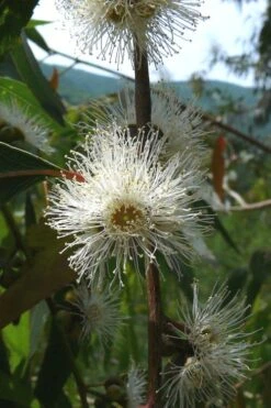 Jersey Girl Cold Hardy Eucalyptus Tree (Eucalyptus Macarthurii) - 3 Gallon Pot -US Fruit Trees Sales Store Eucalyptus Jersey Girl 4 1
