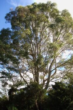 Jersey Girl Cold Hardy Eucalyptus Tree (Eucalyptus Macarthurii) - Quart Pot 14 Jersey Girl Cold Hardy Eucalyptus Tree (Eucalyptus Macarthurii) - Quart Pot -US Fruit Trees Sales Store Eucalyptus Jersey Girl 6 4