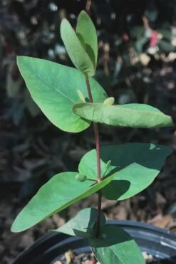 Jersey Girl Cold Hardy Eucalyptus Tree (Eucalyptus Macarthurii) - 3 Quart Pot 16 Jersey Girl Cold Hardy Eucalyptus Tree (Eucalyptus Macarthurii) - 3 Quart Pot -US Fruit Trees Sales Store Eucalyptus Jersey Girl 7 5
