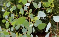 Lucky Country Cold Hardy Eucalyptus Tree (Eucalyptus Camphora) - 3 Gallon Pot 10 Lucky Country Cold Hardy Eucalyptus Tree (Eucalyptus Camphora) - 3 Gallon Pot -US Fruit Trees Sales Store Eucalyptus Lucky Country 1 3