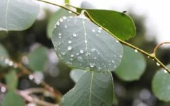 Lucky Country Cold Hardy Eucalyptus Tree (Eucalyptus Camphora) - Quart Pot 11 Lucky Country Cold Hardy Eucalyptus Tree (Eucalyptus Camphora) - Quart Pot -US Fruit Trees Sales Store Eucalyptus Lucky Country 2 2