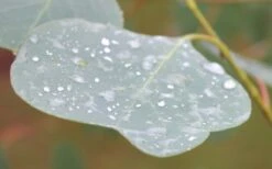 Lucky Country Cold Hardy Eucalyptus Tree (Eucalyptus Camphora) - 3 Gallon Pot 12 Lucky Country Cold Hardy Eucalyptus Tree (Eucalyptus Camphora) - 3 Gallon Pot -US Fruit Trees Sales Store Eucalyptus Lucky Country 3 3