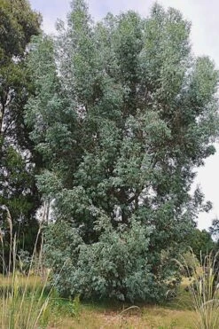 Luna Cold Hardy Eucalyptus Tree (Eucalyptus Perriniana) - 3 Quart Pot -US Fruit Trees Sales Store Eucalyptus Luna 5 4