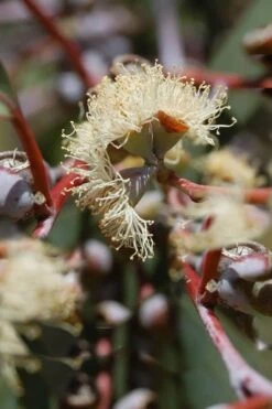 Luna Cold Hardy Eucalyptus Tree (Eucalyptus Perriniana) - 3 Quart Pot -US Fruit Trees Sales Store Eucalyptus Luna 6 4