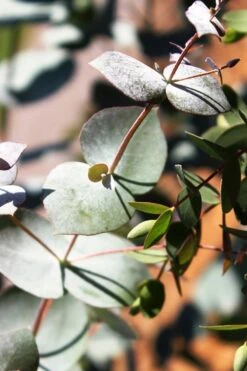 Maggie Cold Hardy Eucalyptus Tree (Eucalyptus Nova Anglica) - 3 Gallon Pot 11 Maggie Cold Hardy Eucalyptus Tree (Eucalyptus Nova Anglica) - 3 Gallon Pot -US Fruit Trees Sales Store Eucalyptus Maggie 10 4