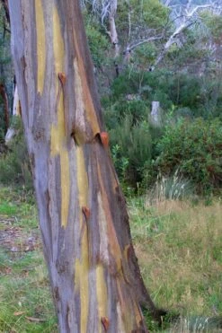 Sheila Cold Hardy Eucalyptus Tree (Eucalyptus Stellulata) - 6 Pack Of 1 Gallon Pots -US Fruit Trees Sales Store Eucalyptus Sheila 10 1