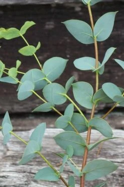 Sheila Cold Hardy Eucalyptus Tree (Eucalyptus Stellulata) - 6 Pack Of 1 Gallon Pots -US Fruit Trees Sales Store Eucalyptus Sheila 2 1