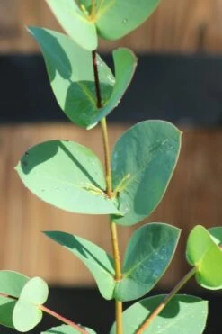 Sheila Cold Hardy Eucalyptus Tree (Eucalyptus Stellulata) - Quart Pot -US Fruit Trees Sales Store Eucalyptus Sheila 3