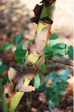 Sheila Cold Hardy Eucalyptus Tree (Eucalyptus Stellulata) - Quart Pot -US Fruit Trees Sales Store Eucalyptus Sheila 9