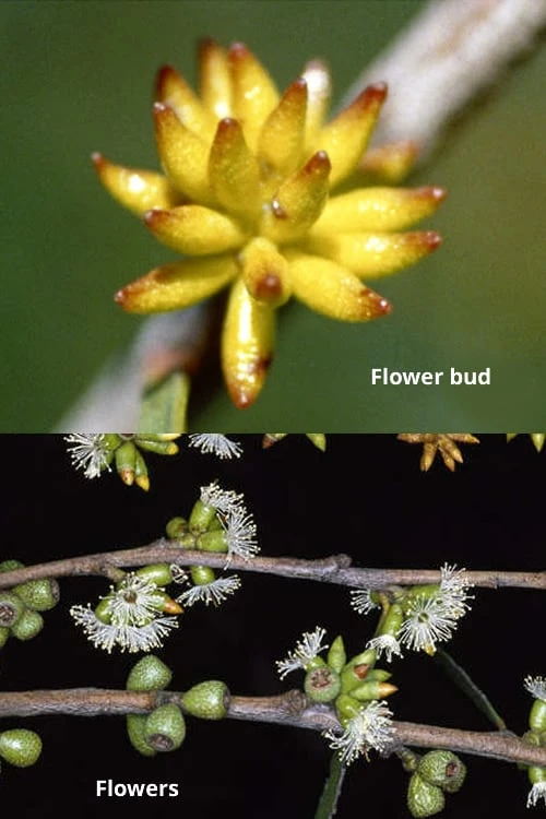 Skinny Minny Hardy Eucalyptus Tree (Eucalyptus Moorei) - 3 Gallon Pot 3 Skinny Minny Hardy Eucalyptus Tree (Eucalyptus Moorei) - 3 Gallon Pot - Image 3