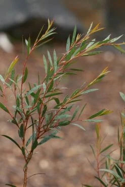 Skinny Minny Hardy Eucalyptus Tree (Eucalyptus Moorei) - 3 Gallon Pot 7 Skinny Minny Hardy Eucalyptus Tree (Eucalyptus Moorei) - 3 Gallon Pot -US Fruit Trees Sales Store Eucalyptus Skinny Minny 2 3