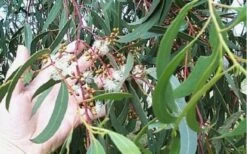 Grace Cold Hardy Eucalyptus Tree (Eucalyptus Elliptica) - 1 Gallon Pot -US Fruit Trees Sales Store Eucalyptus Tree Grace White Gum Elliptica