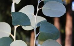 Mappa Tassie Cold Hardy Eucalyptus Tree (Eucalyptus Pauciflora) - 1 Gallon Pot -US Fruit Trees Sales Store Eucalyptus Tree Mappa Tassie Pauciflora Snow Gum 4