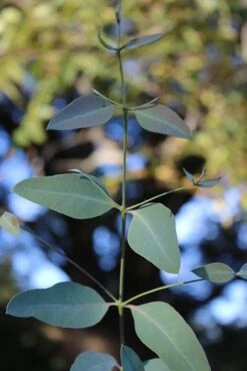 Grace Cold Hardy Eucalyptus Tree (Eucalyptus Elliptica) - 1 Gallon Pot -US Fruit Trees Sales Store Eucalytptus Grace BS