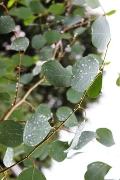 Lucky Country Cold Hardy Eucalyptus Tree (Eucalyptus Camphora) - Quart Pot 13 Lucky Country Cold Hardy Eucalyptus Tree (Eucalyptus Camphora) - Quart Pot -US Fruit Trees Sales Store Eucalytptus Lucky Country BS 2